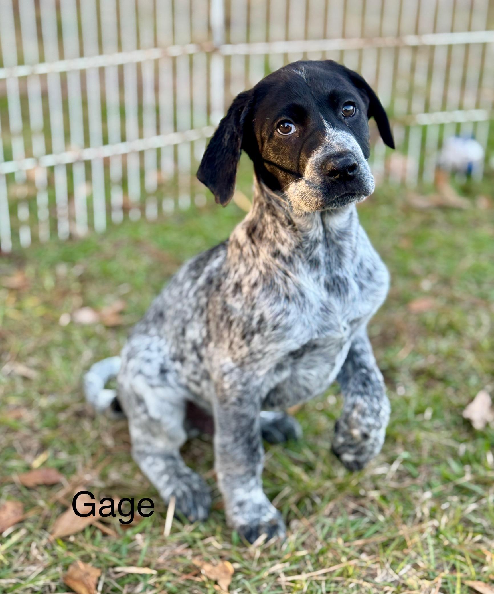 Enlarge "G" Puppies, an adopted mixed breed in Allentown, PA image 4/6