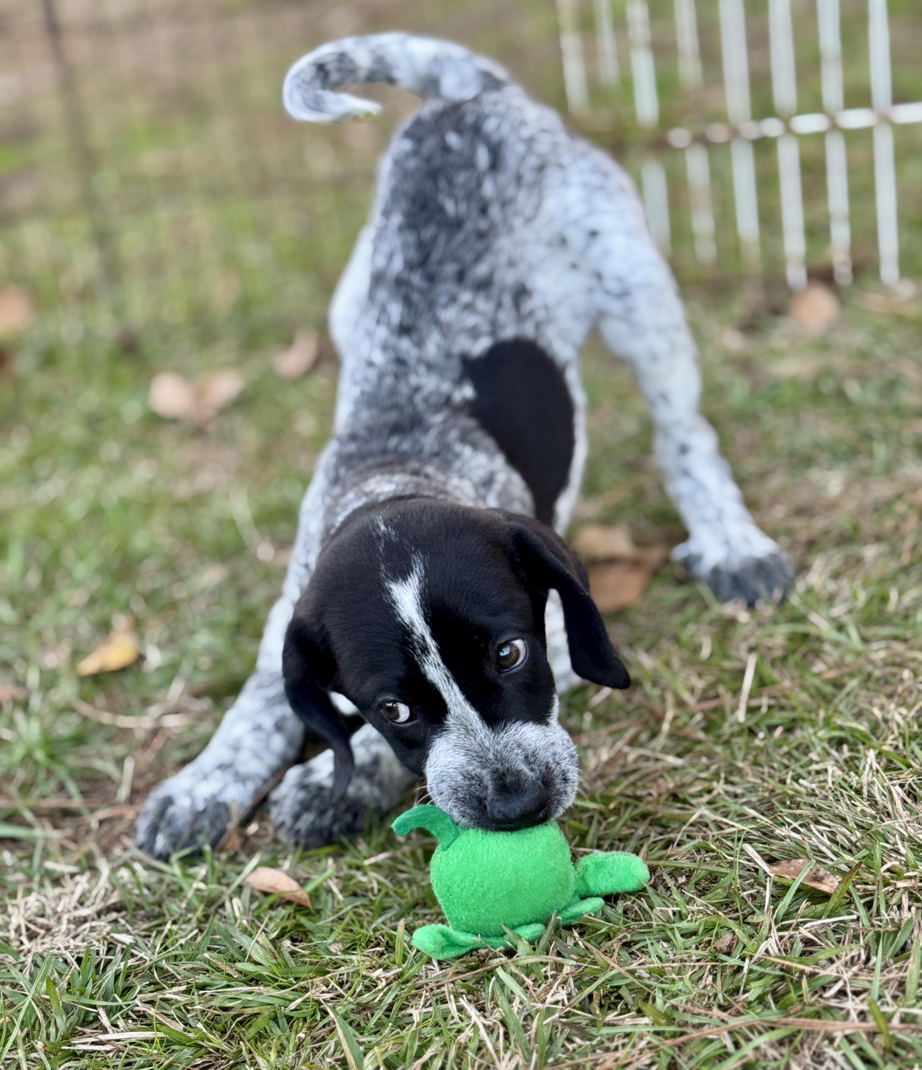 "G" Puppies, adopted, Puppy Male German Shorthaired Pointer & Great Pyrenees.