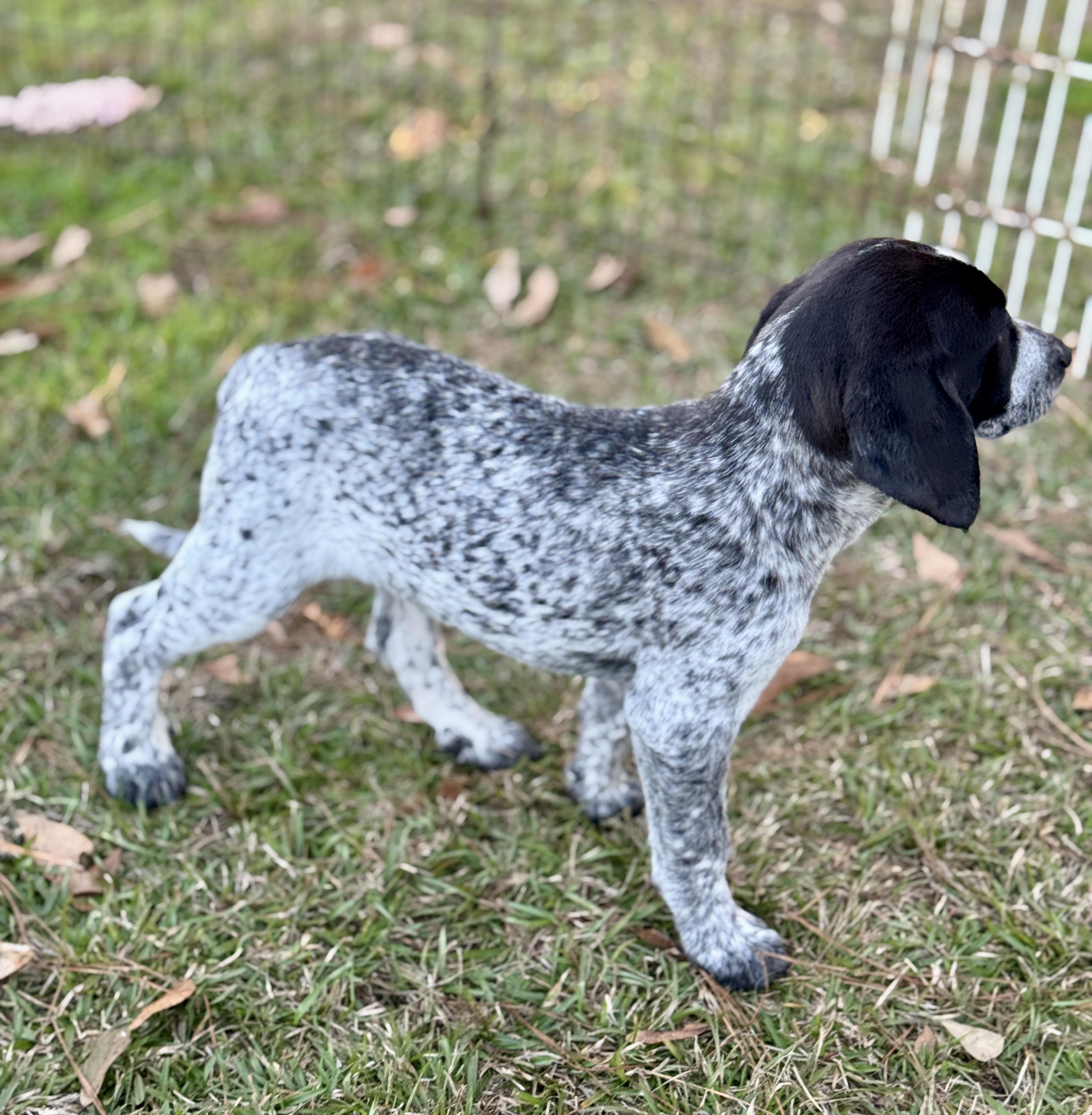 Enlarge "G" Puppies, an adopted mixed breed in Allentown, PA image 6/6