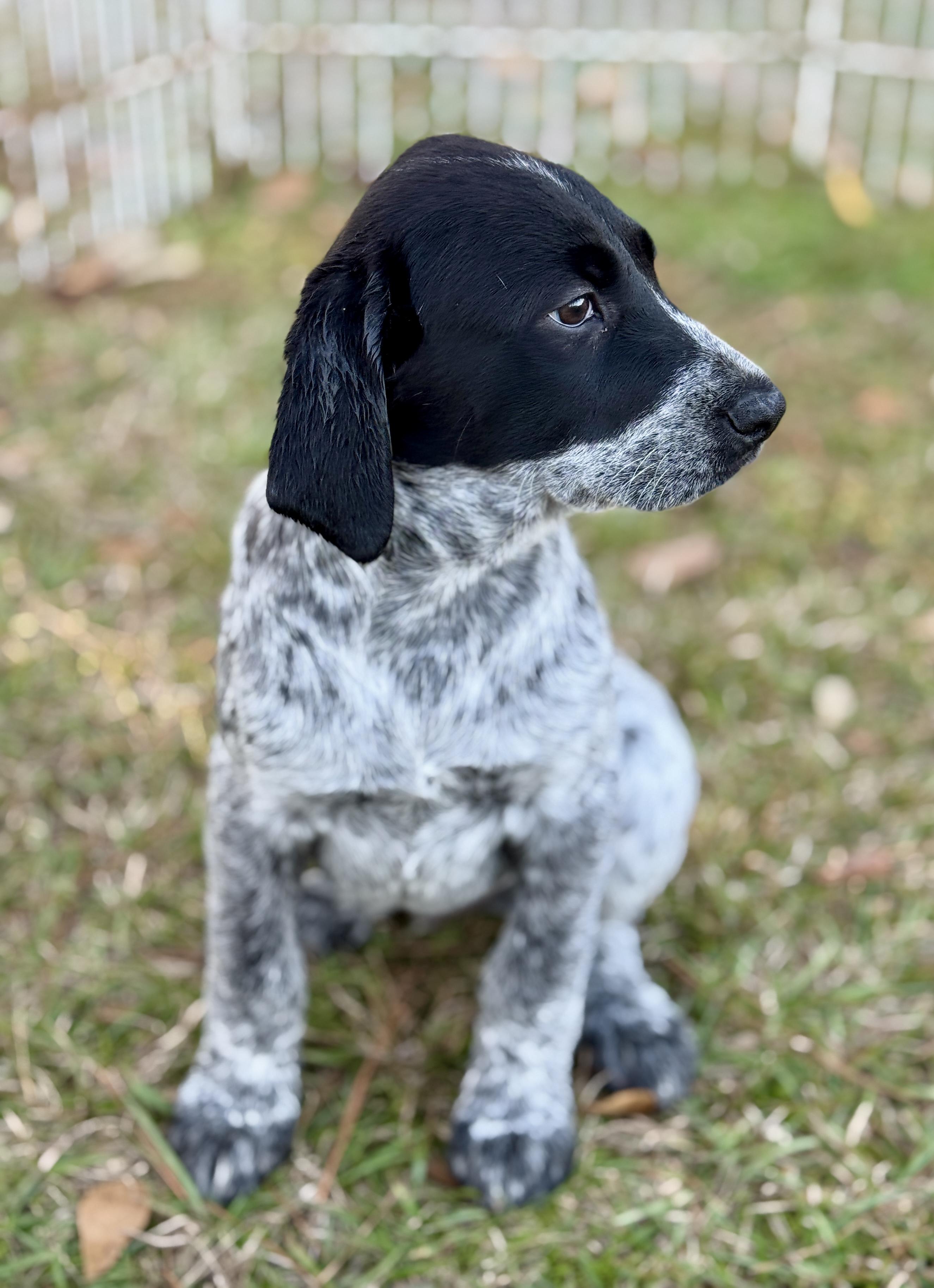 Enlarge "G" Puppies, an adopted mixed breed in Allentown, PA image 3/6