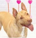 Enlarge Kula, an adopted mixed breed in Denton, TX image 1/3