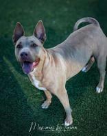 Enlarge Kula, an adopted mixed breed in Denton, TX image 2/3