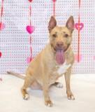 Enlarge Kula, an adopted mixed breed in Denton, TX image 3/3