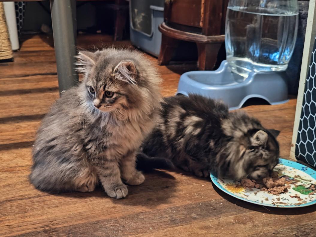 Enlarge Captain Jack Sparrow & Leviathan, an adopted Domestic Long Hair in Seattle, WA image 1/5