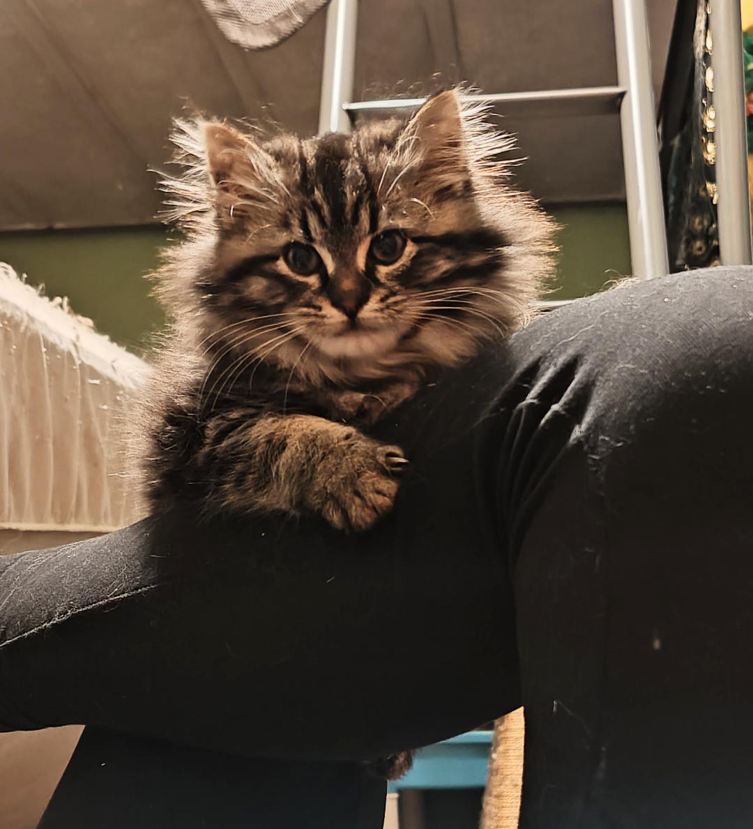 Enlarge Captain Jack Sparrow & Leviathan, an adopted Domestic Long Hair in Seattle, WA image 4/5