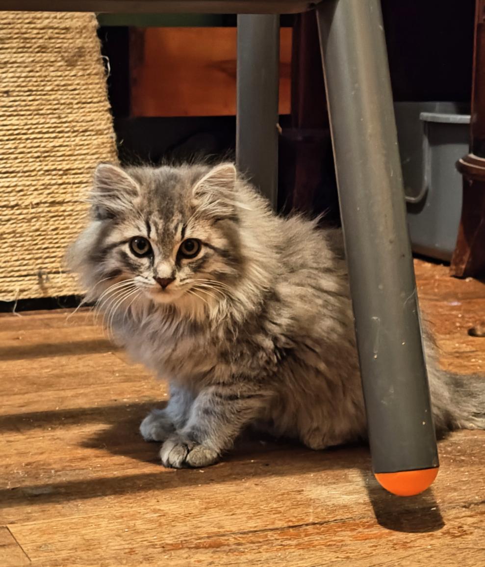 Enlarge Captain Jack Sparrow & Leviathan, an adopted Domestic Long Hair in Seattle, WA image 2/5