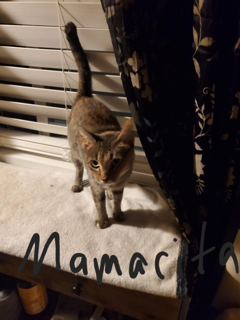 Enlarge Mamacita, a Adoptable mixed breed in Fort Oglethorpe, GA image 1/2