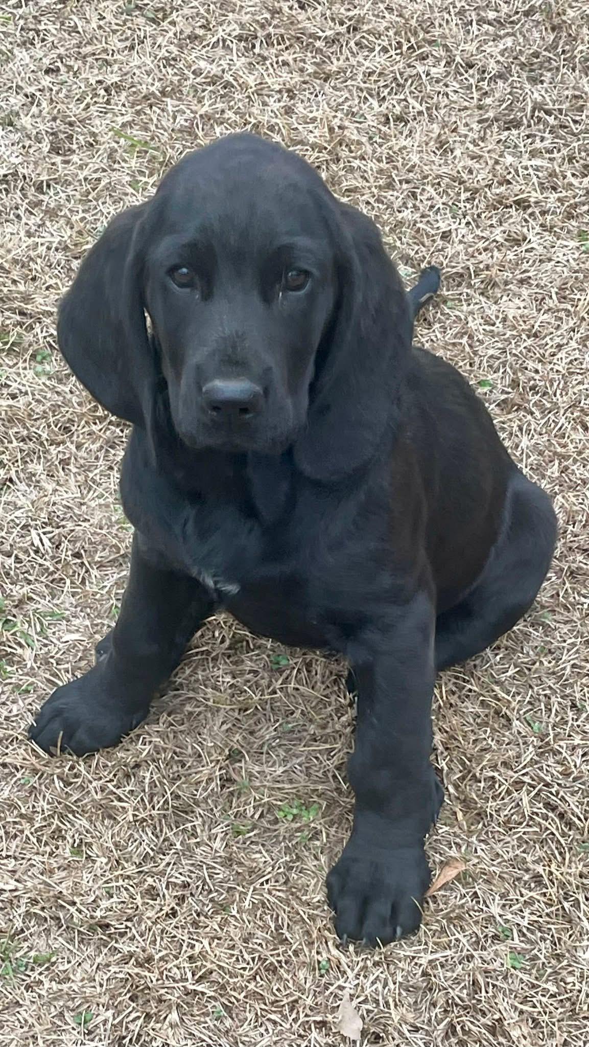 Moe, a Adopted mixed breed in Augusta, ME image 1/5