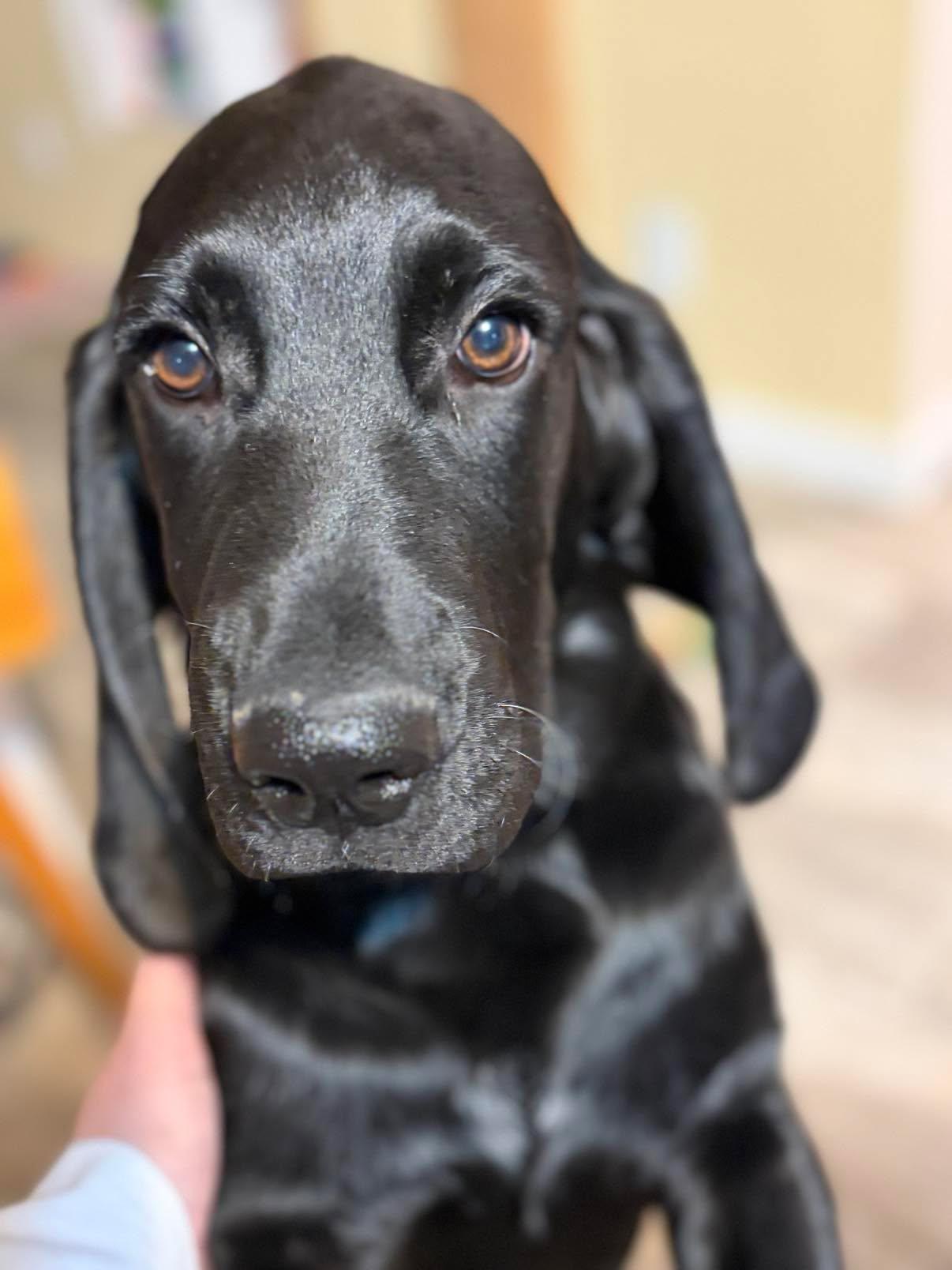 Moe, a Adopted mixed breed in Augusta, ME image 5/5