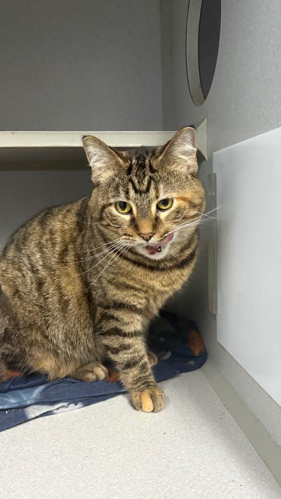 Enlarge Spicoli, a Adoptable mixed breed in Greencastle, IN image 2/2