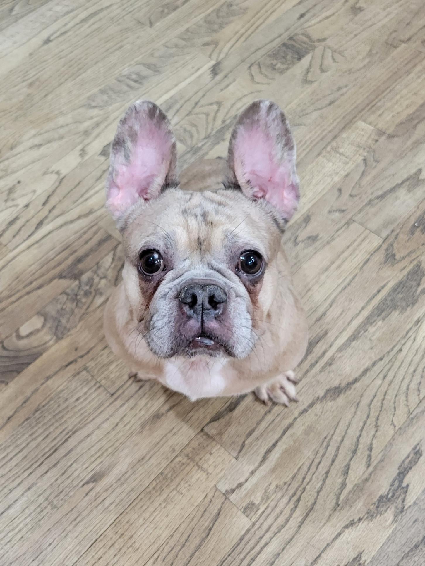 Enlarge Laney, a ADOPTABLE French Bulldog in Palm Coast, FL image 1/5