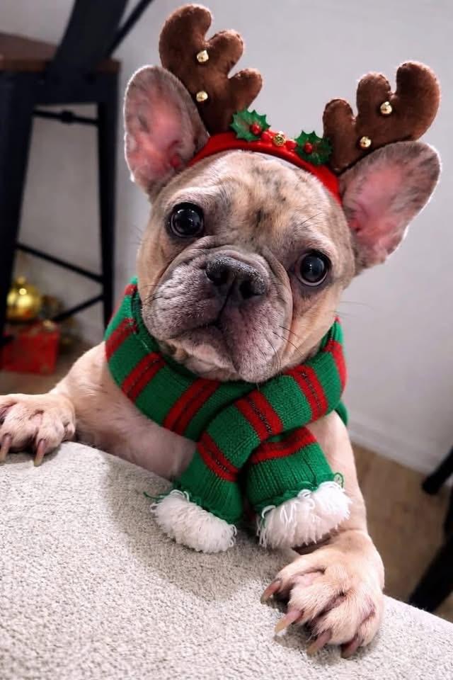 Enlarge Laney, a ADOPTABLE French Bulldog in Palm Coast, FL image 5/5