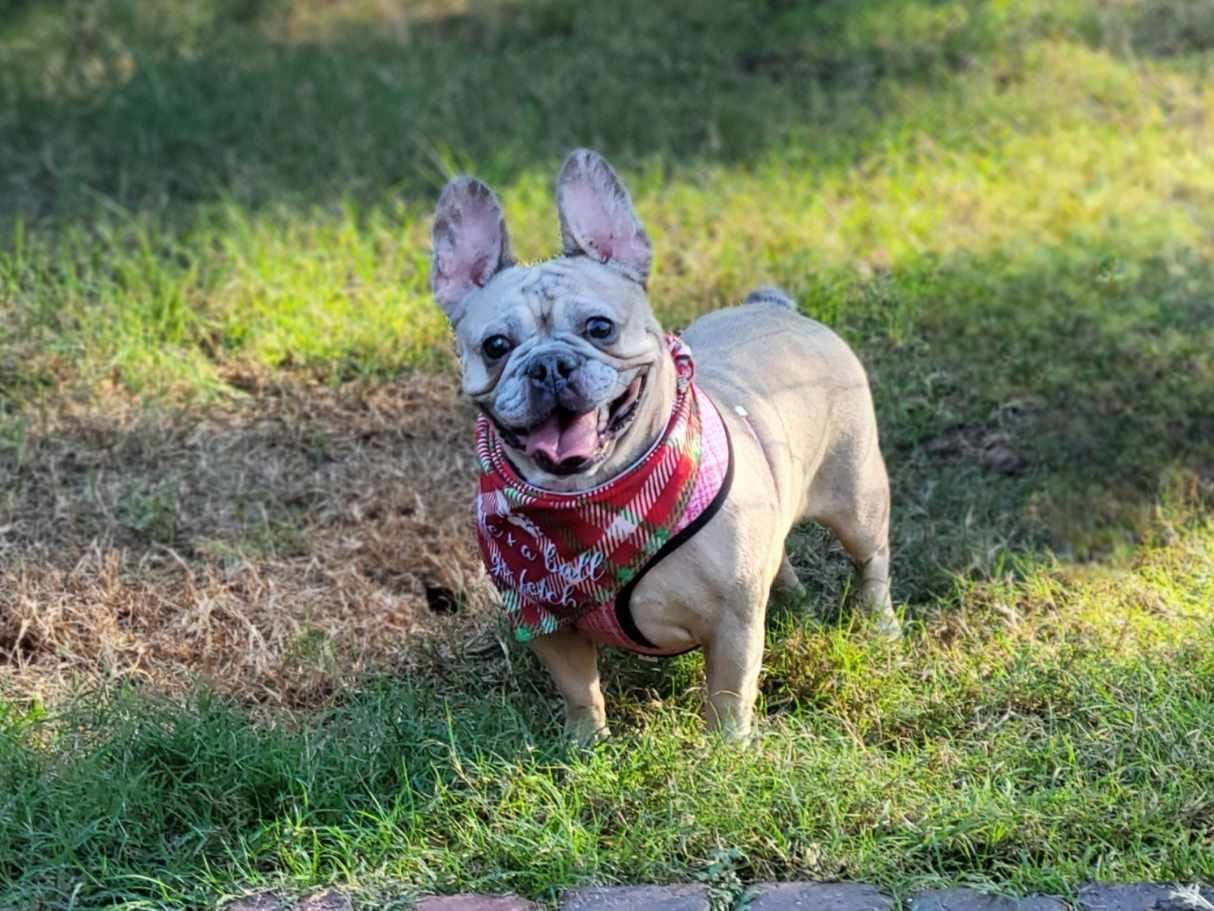 Enlarge Laney, a ADOPTABLE French Bulldog in Palm Coast, FL image 3/5