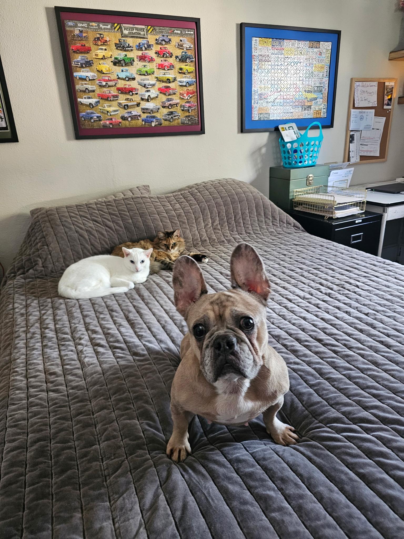 Enlarge Laney, a ADOPTABLE French Bulldog in Palm Coast, FL image 2/5