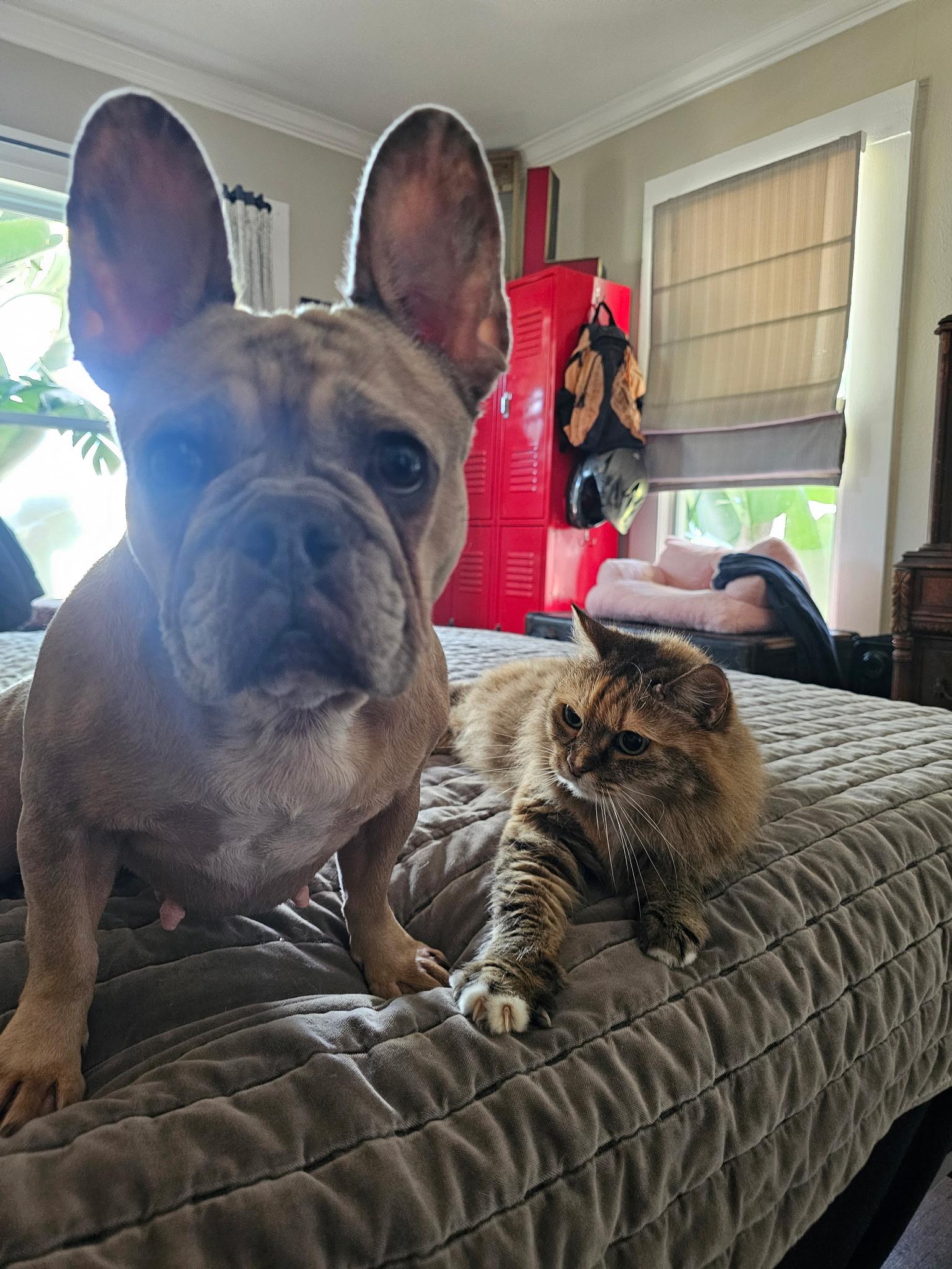 Enlarge Laney, a ADOPTABLE French Bulldog in Palm Coast, FL image 4/5