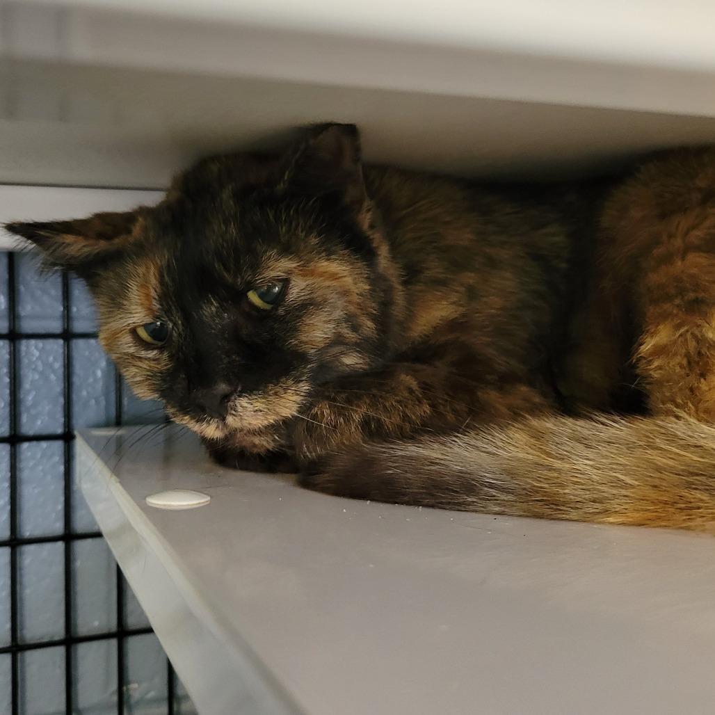 Emma!, Adoptable, Adult Female Domestic Short Hair.