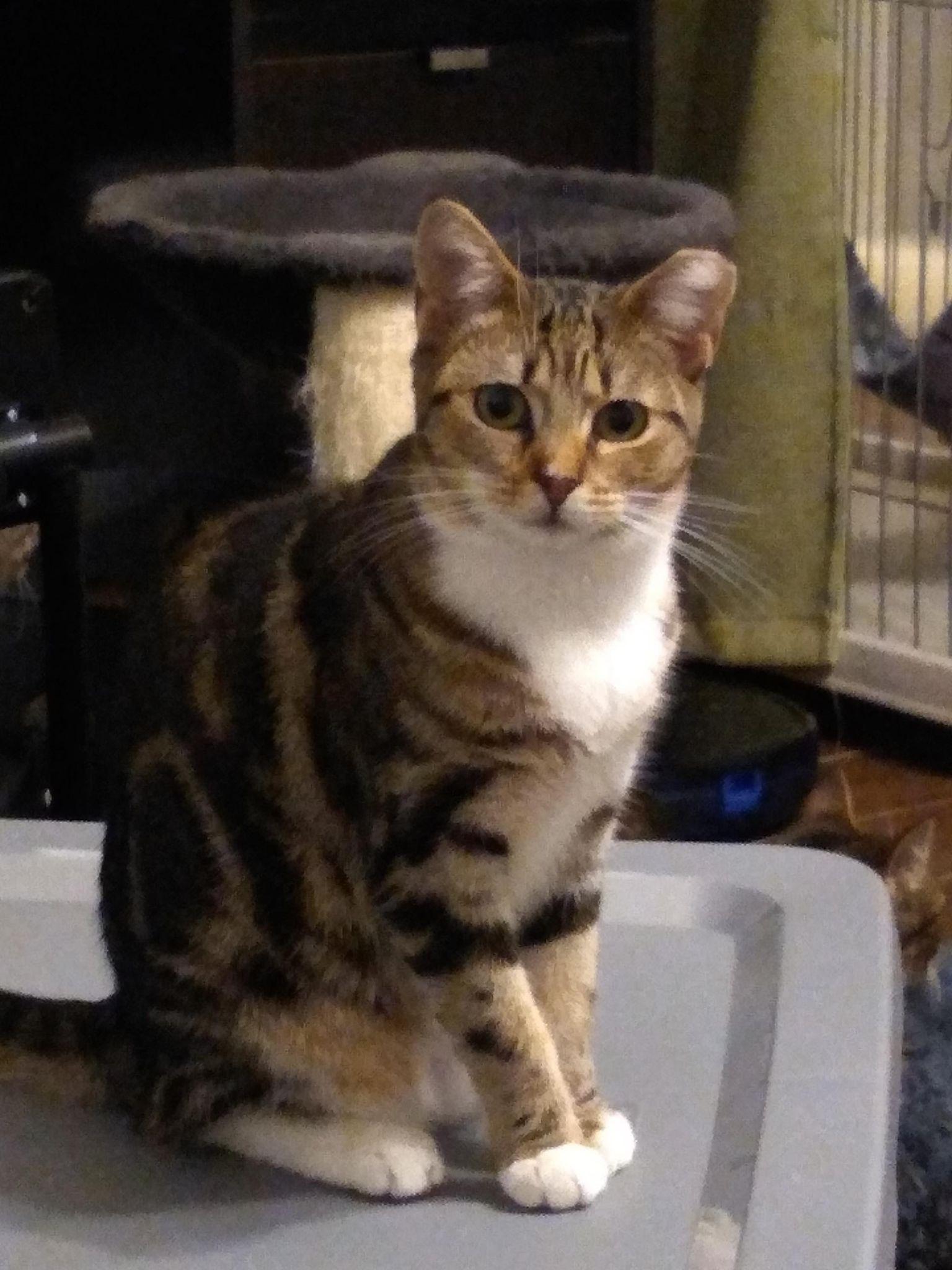 Equinox, Adoptable, Young Female Domestic Short Hair.