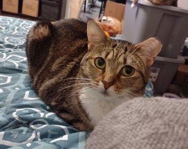 Equinox, Adoptable, Young Female Domestic Short Hair.