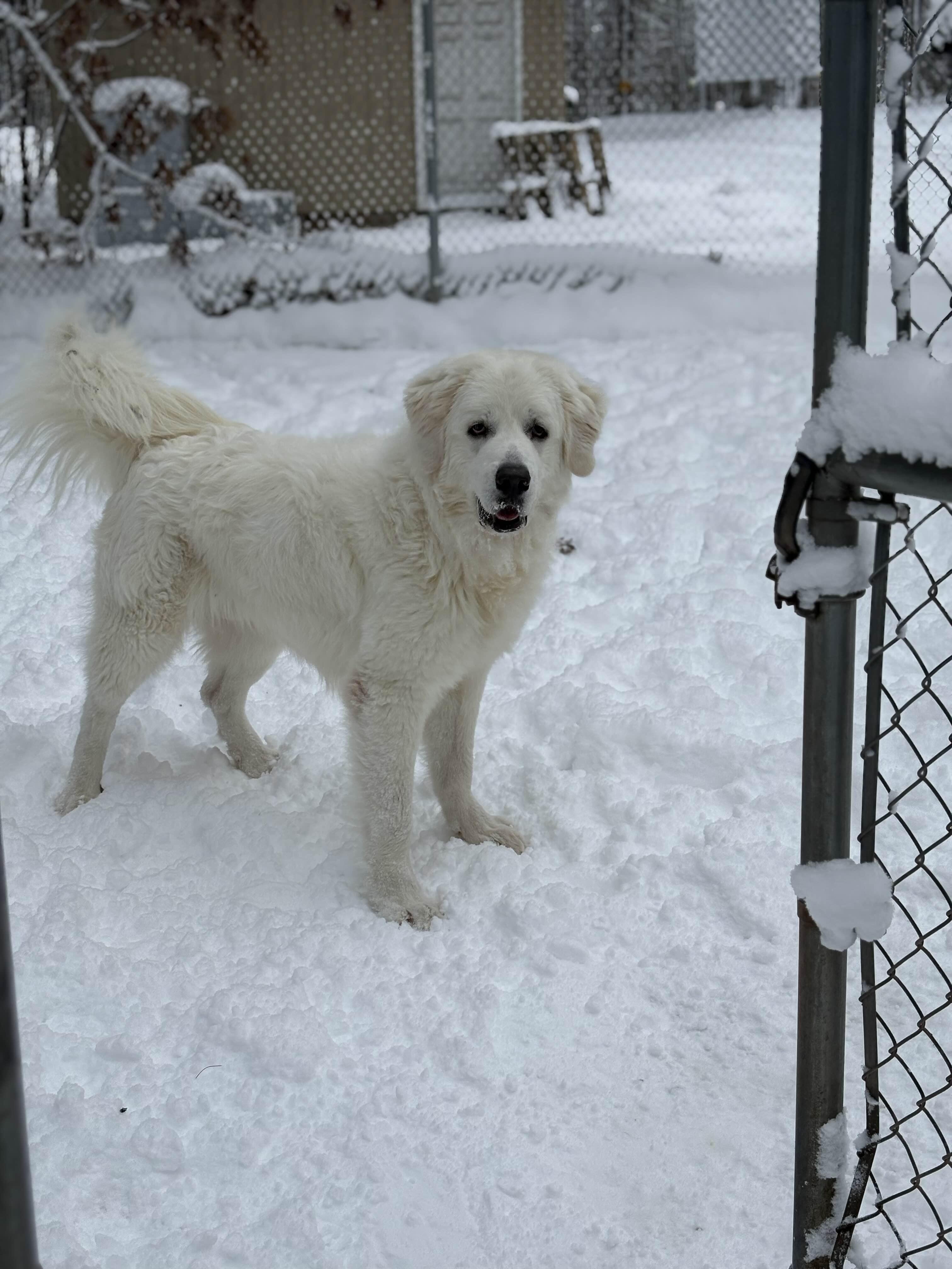 Enlarge Clyde, a ADOPTABLE Great Pyrenees in Houghton, MI image 2/4
