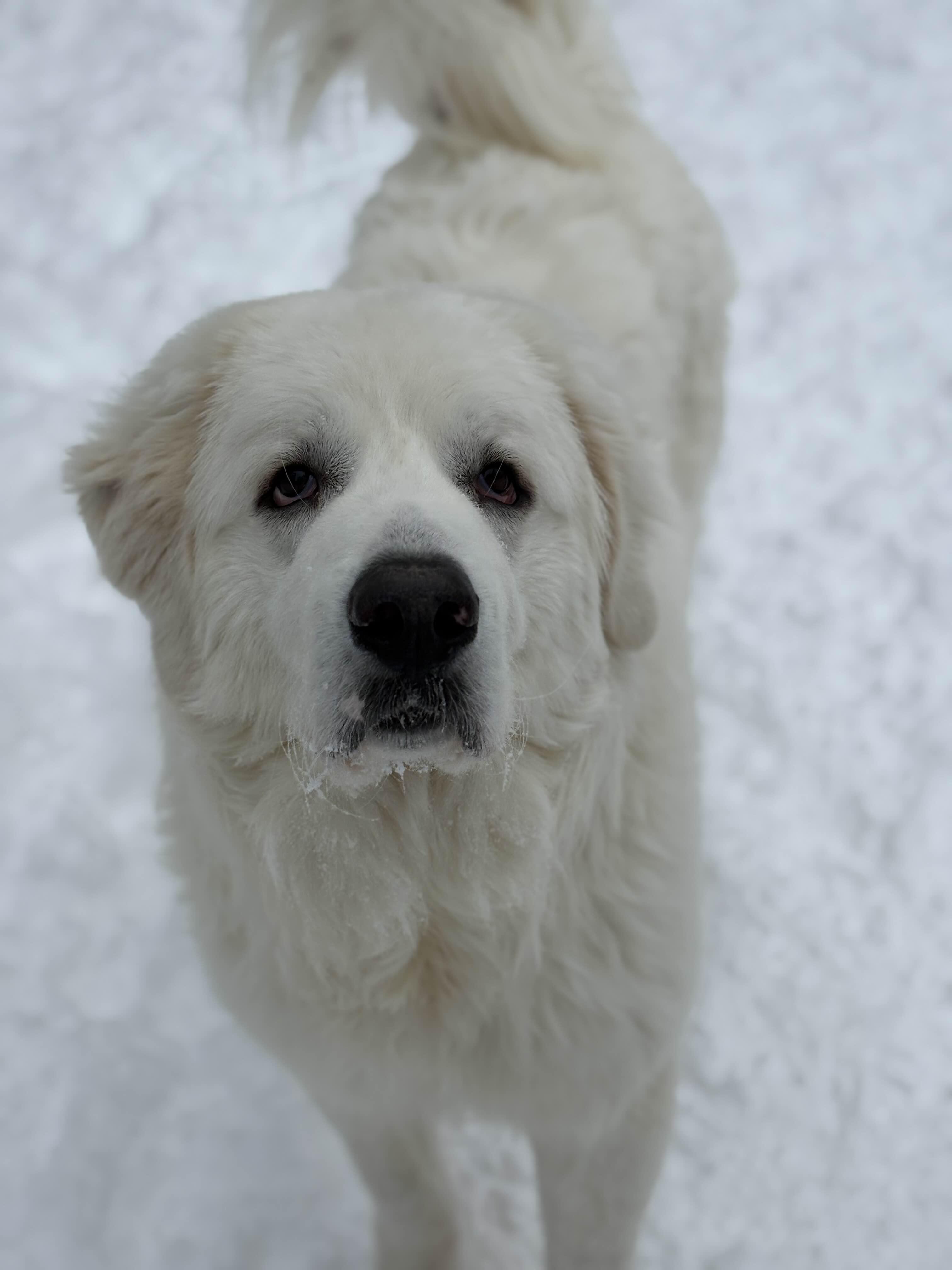 Enlarge Clyde, a ADOPTABLE Great Pyrenees in Houghton, MI image 4/4