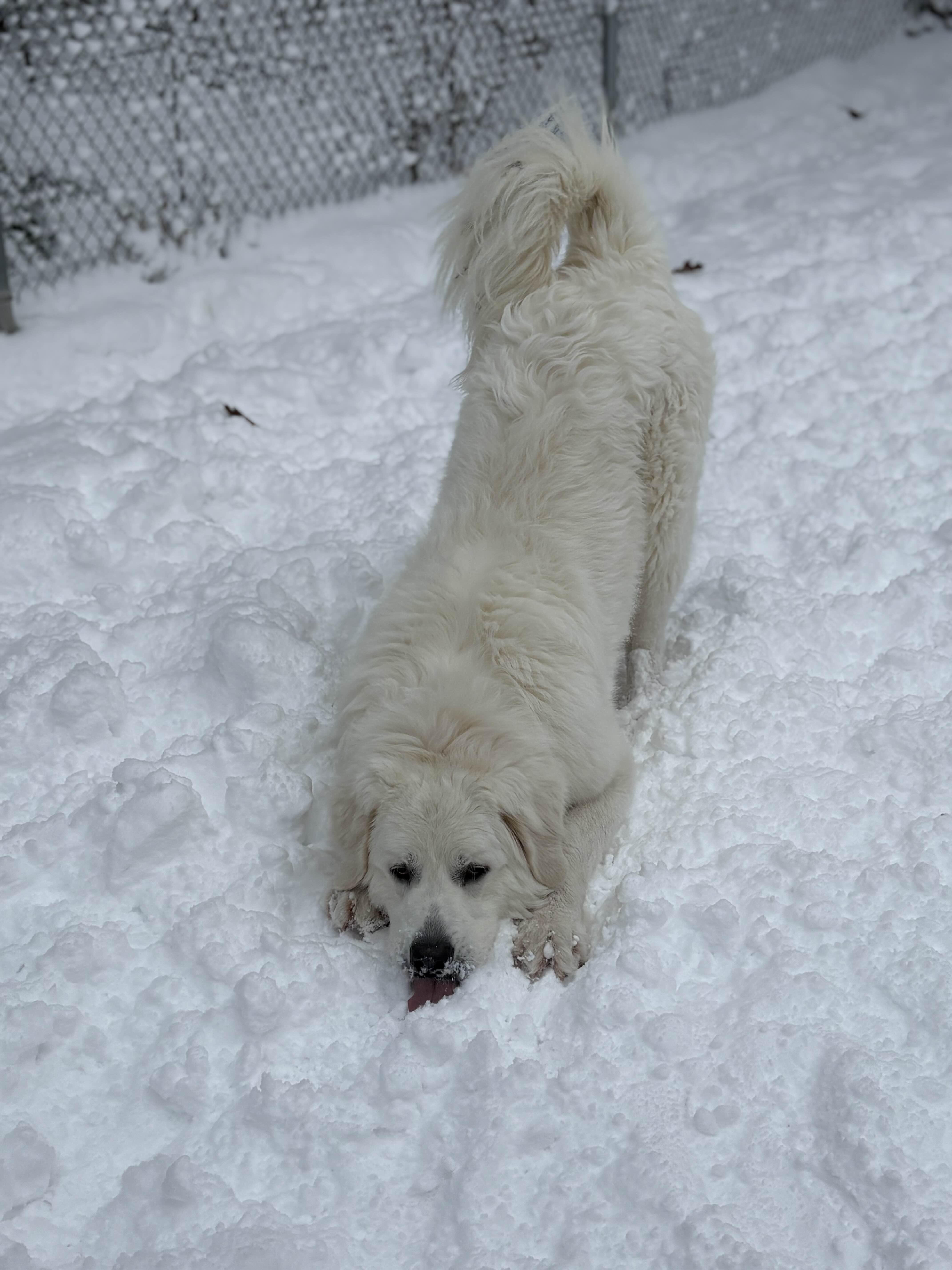 Enlarge Clyde, a ADOPTABLE Great Pyrenees in Houghton, MI image 1/4