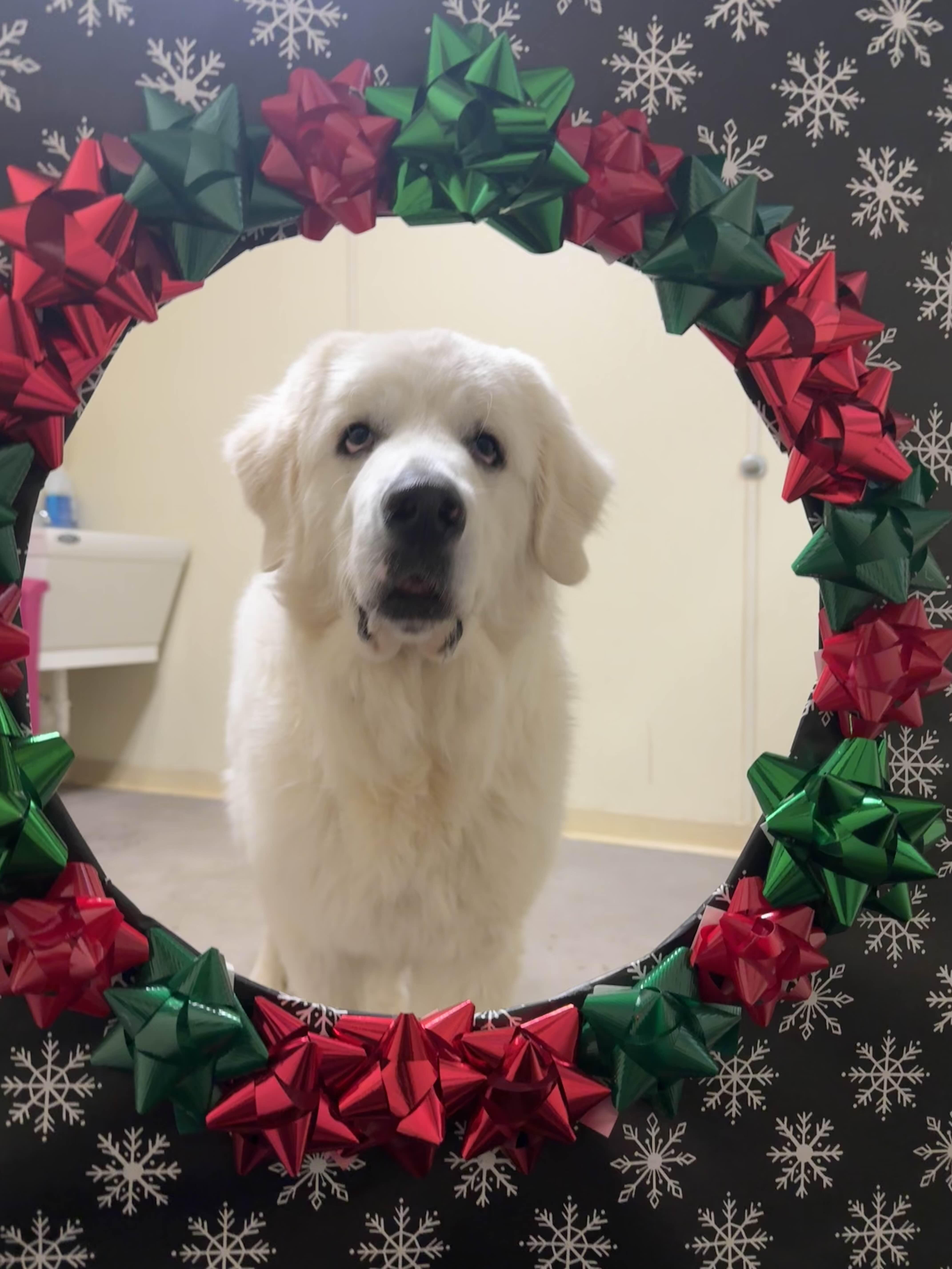 Enlarge Clyde, a ADOPTABLE Great Pyrenees in Houghton, MI image 3/4