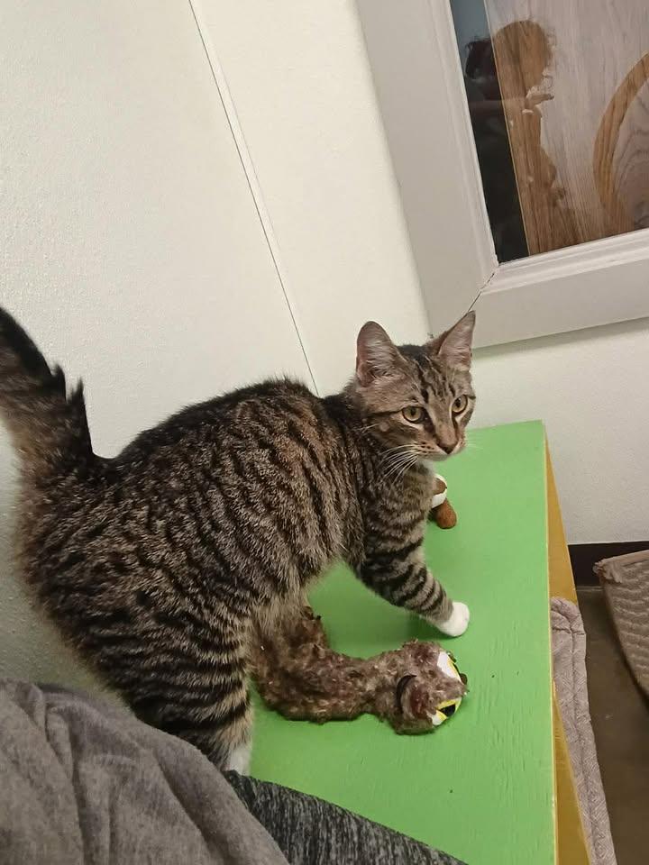 Enlarge Sheldon, an adopted Domestic Short Hair in Port Lavaca, TX image 1/1