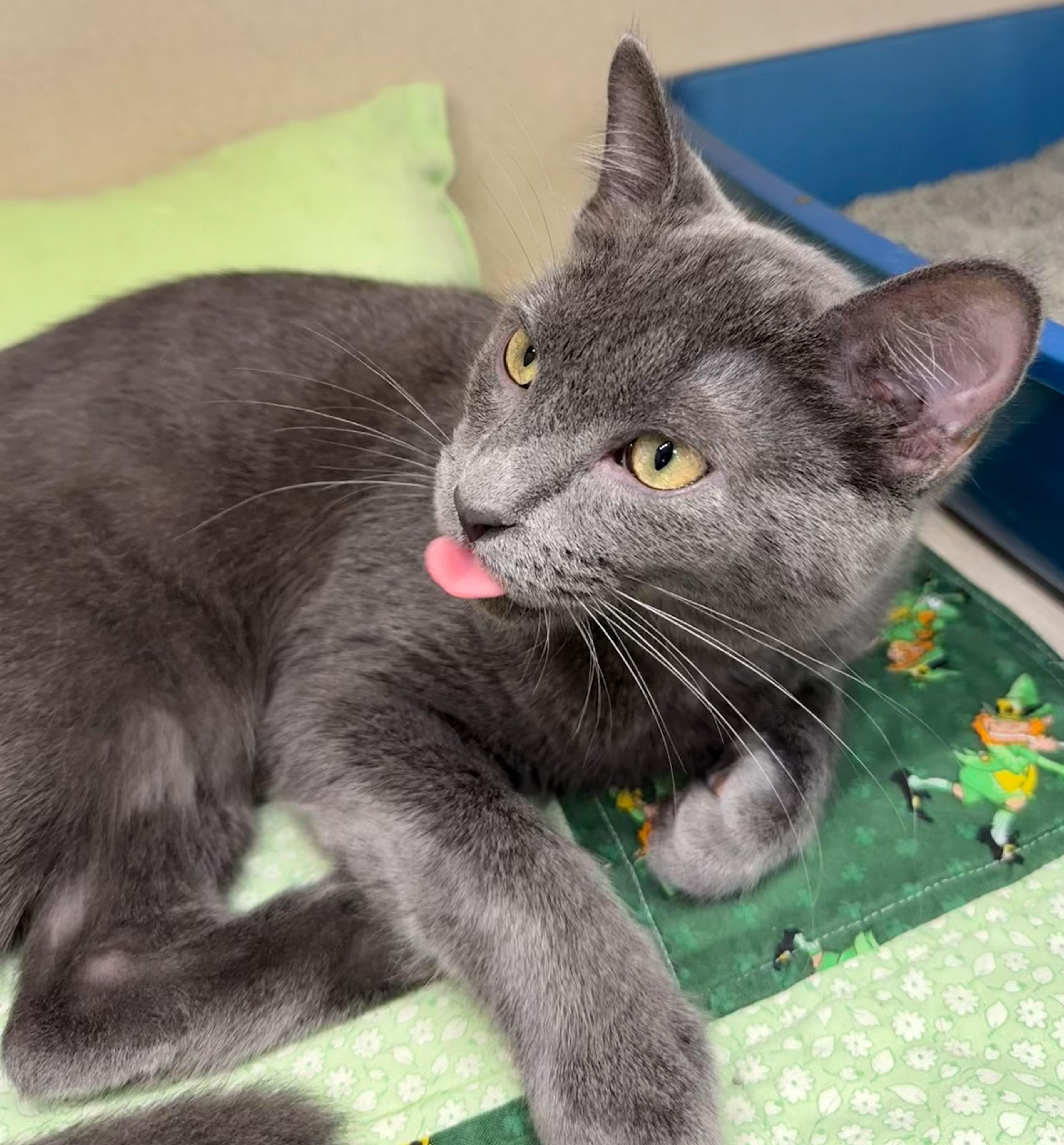 Enlarge Deter, a Adoptable Domestic Short Hair in Naples, FL image 4/4