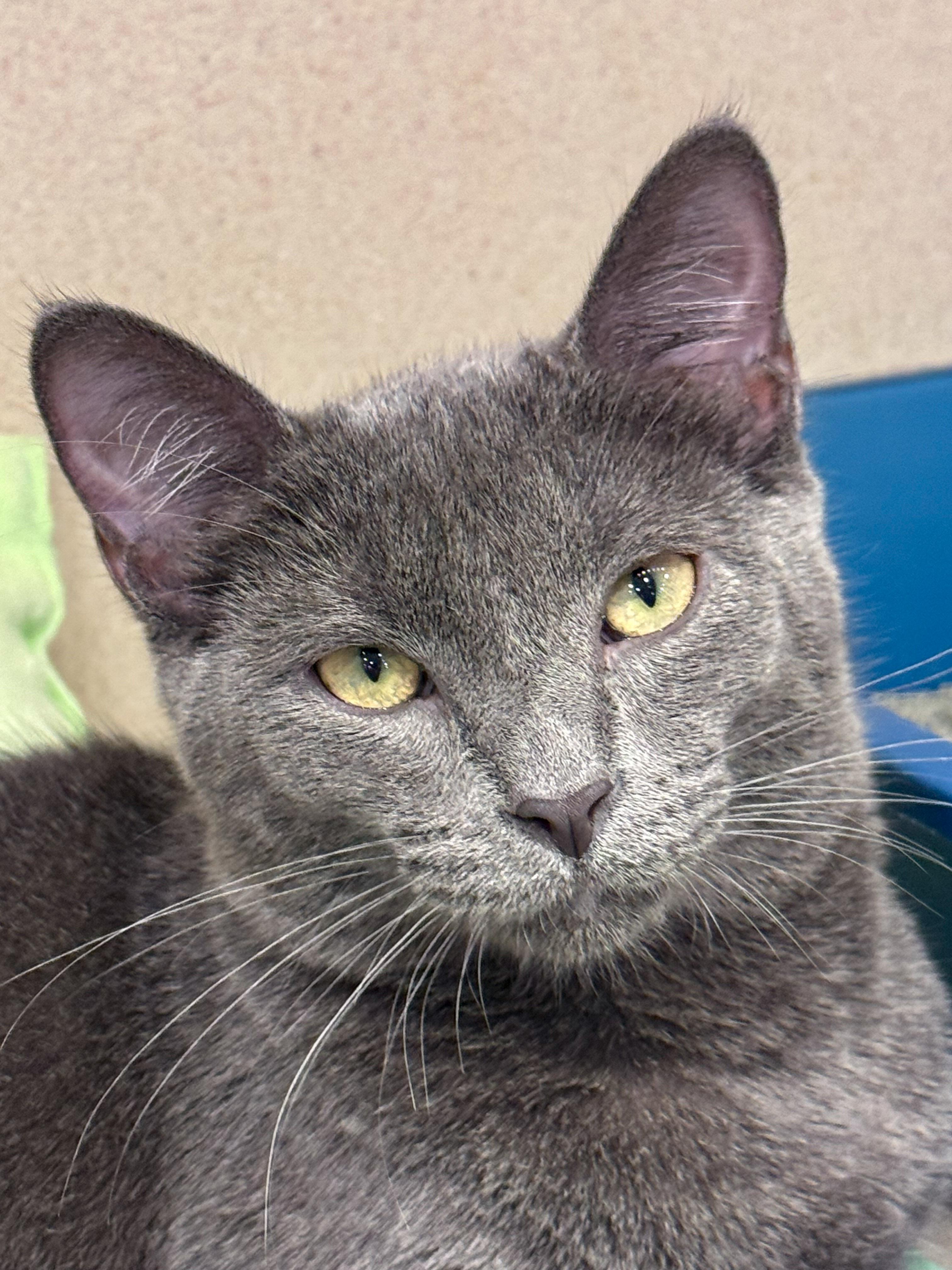 Enlarge Deter, a Adoptable Domestic Short Hair in Naples, FL image 1/4