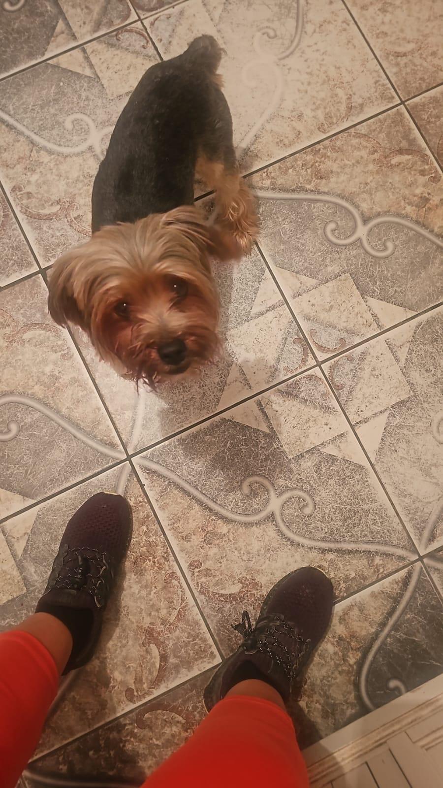 Enlarge Peanut, a Adopted Yorkshire Terrier in Chula Vista, CA image 1/2