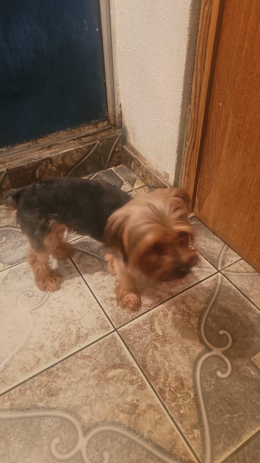 Enlarge Peanut, a Adopted Yorkshire Terrier in Chula Vista, CA image 2/2