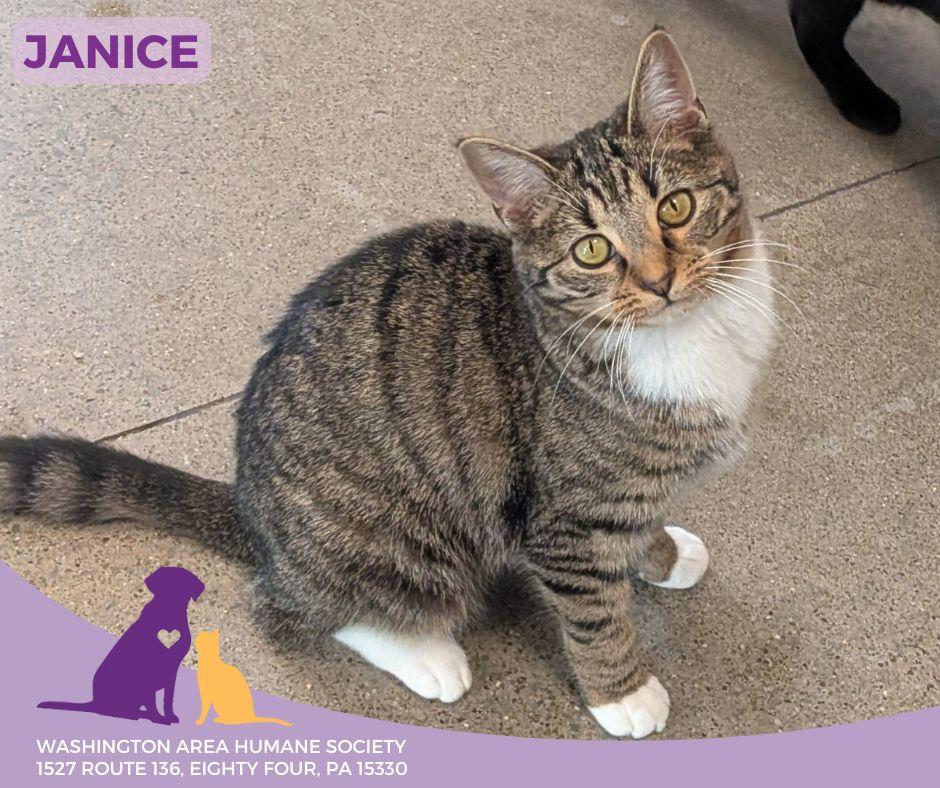 Enlarge Janice, a ADOPTABLE mixed breed in Eighty Four, PA image 1/1