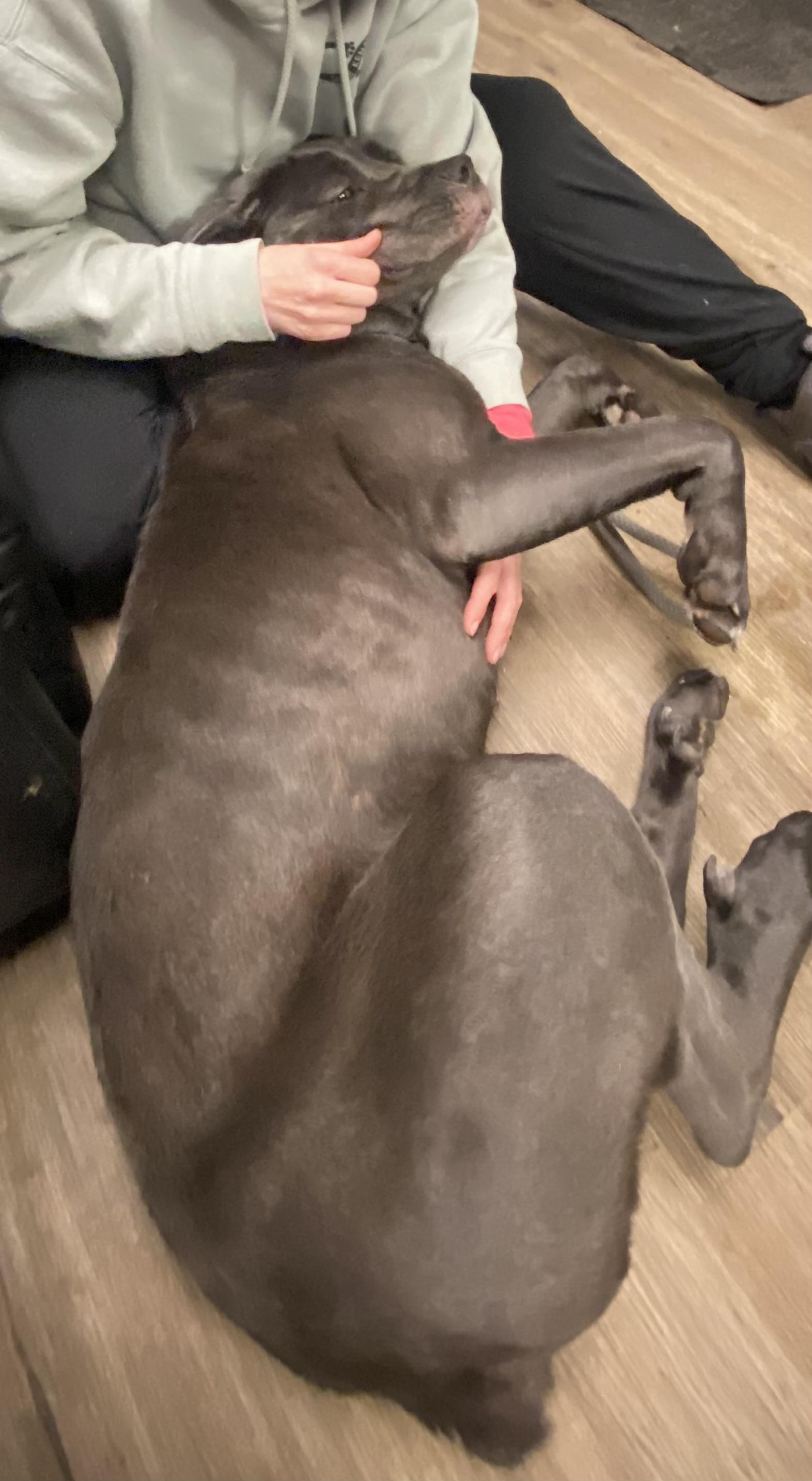 Enlarge Indigo, a ADOPTABLE Cane Corso in McKeesport, PA image 4/4