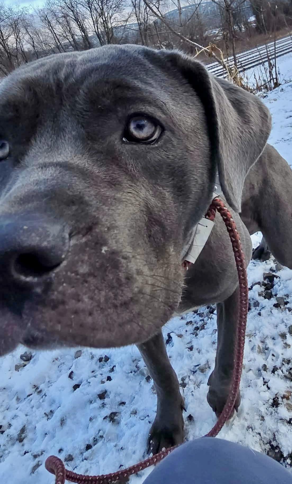 Enlarge Indigo, a ADOPTABLE Cane Corso in McKeesport, PA image 2/4