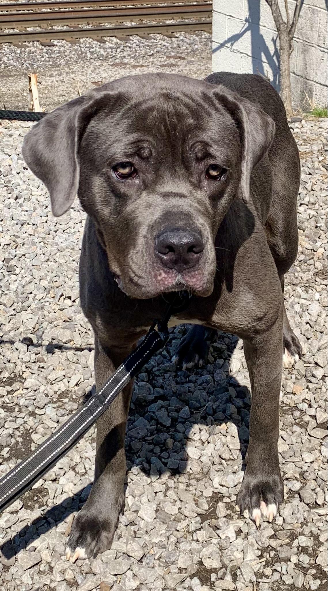 Enlarge Indigo, an adoptable Cane Corso in McKeesport, PA image 2/6