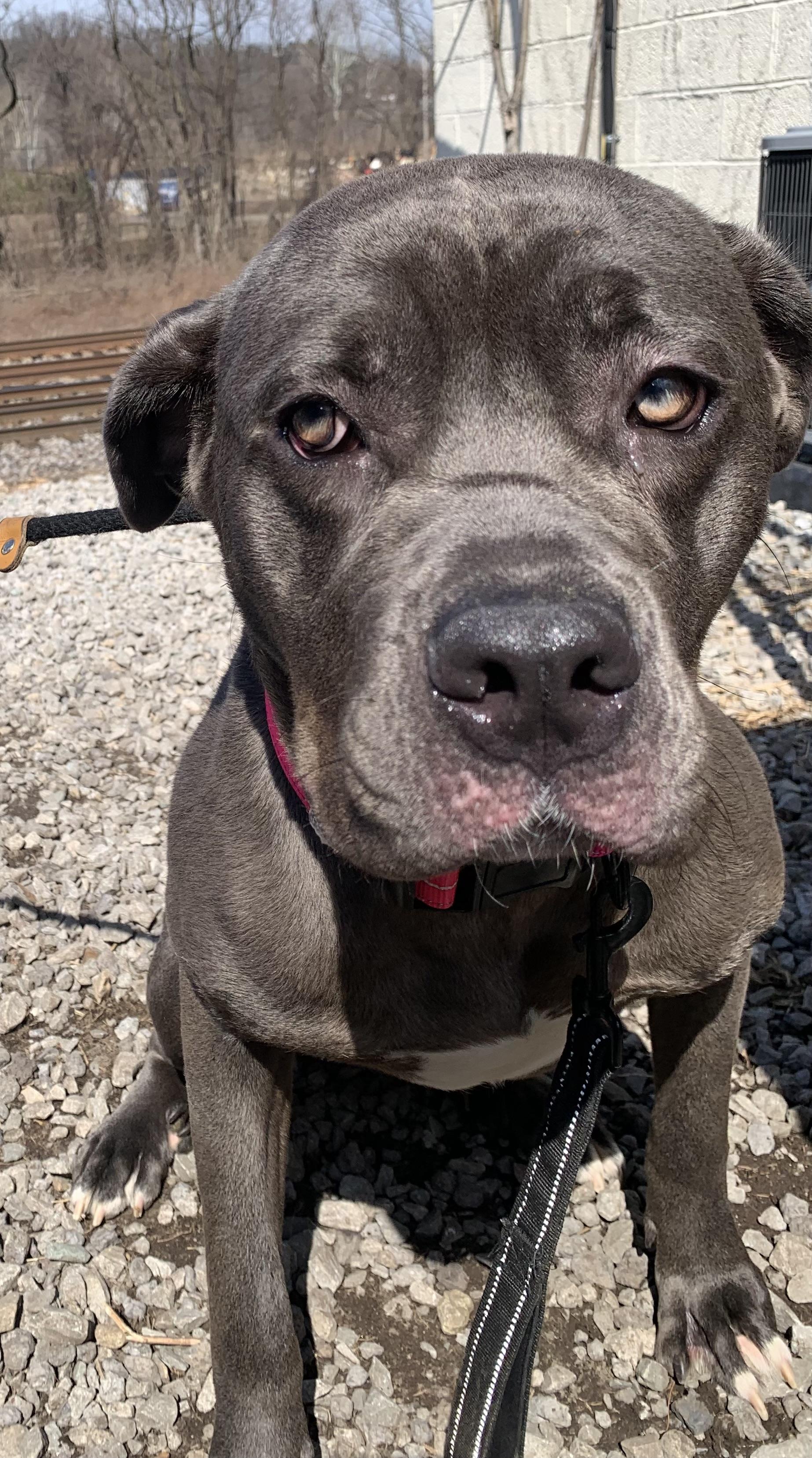 Enlarge Indigo, an adoptable Cane Corso in McKeesport, PA image 6/6