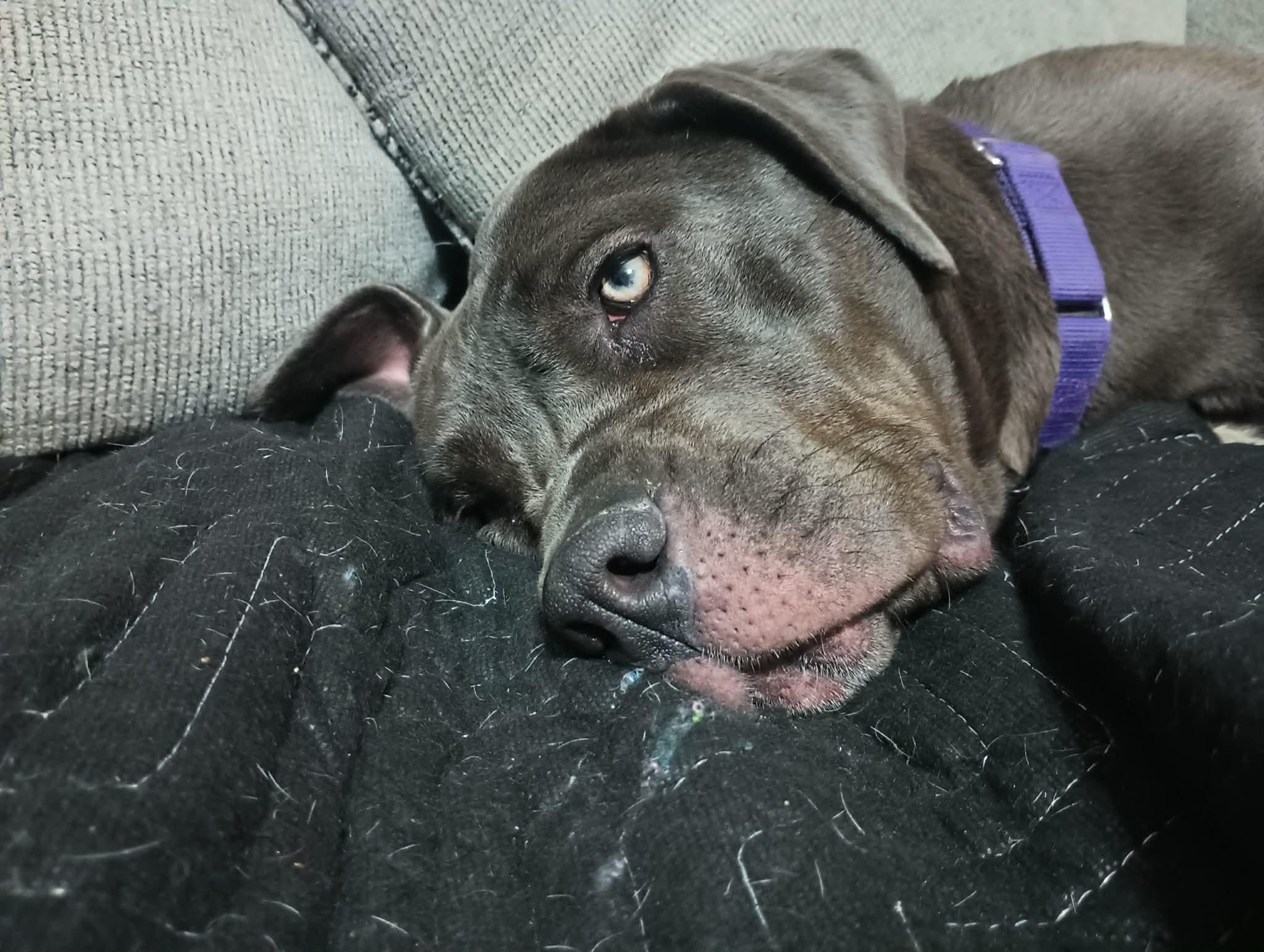 Enlarge Indigo, an adoptable Cane Corso in McKeesport, PA image 3/6