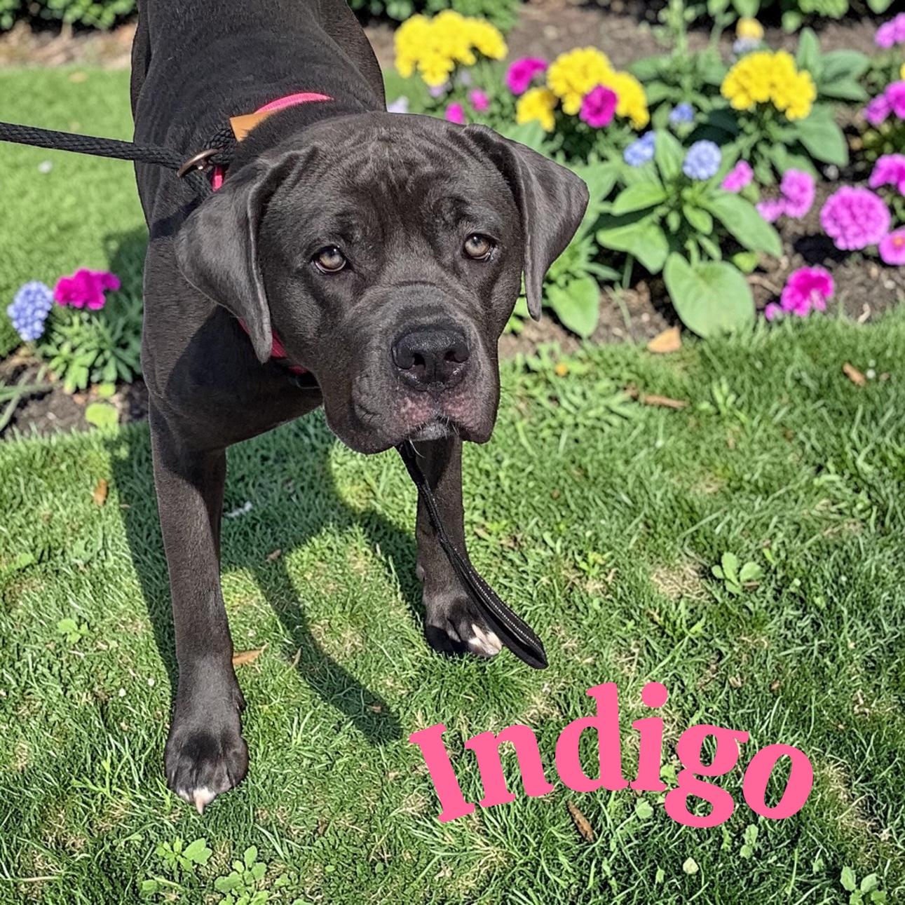 Enlarge Indigo, an adoptable Cane Corso in McKeesport, PA image 1/6