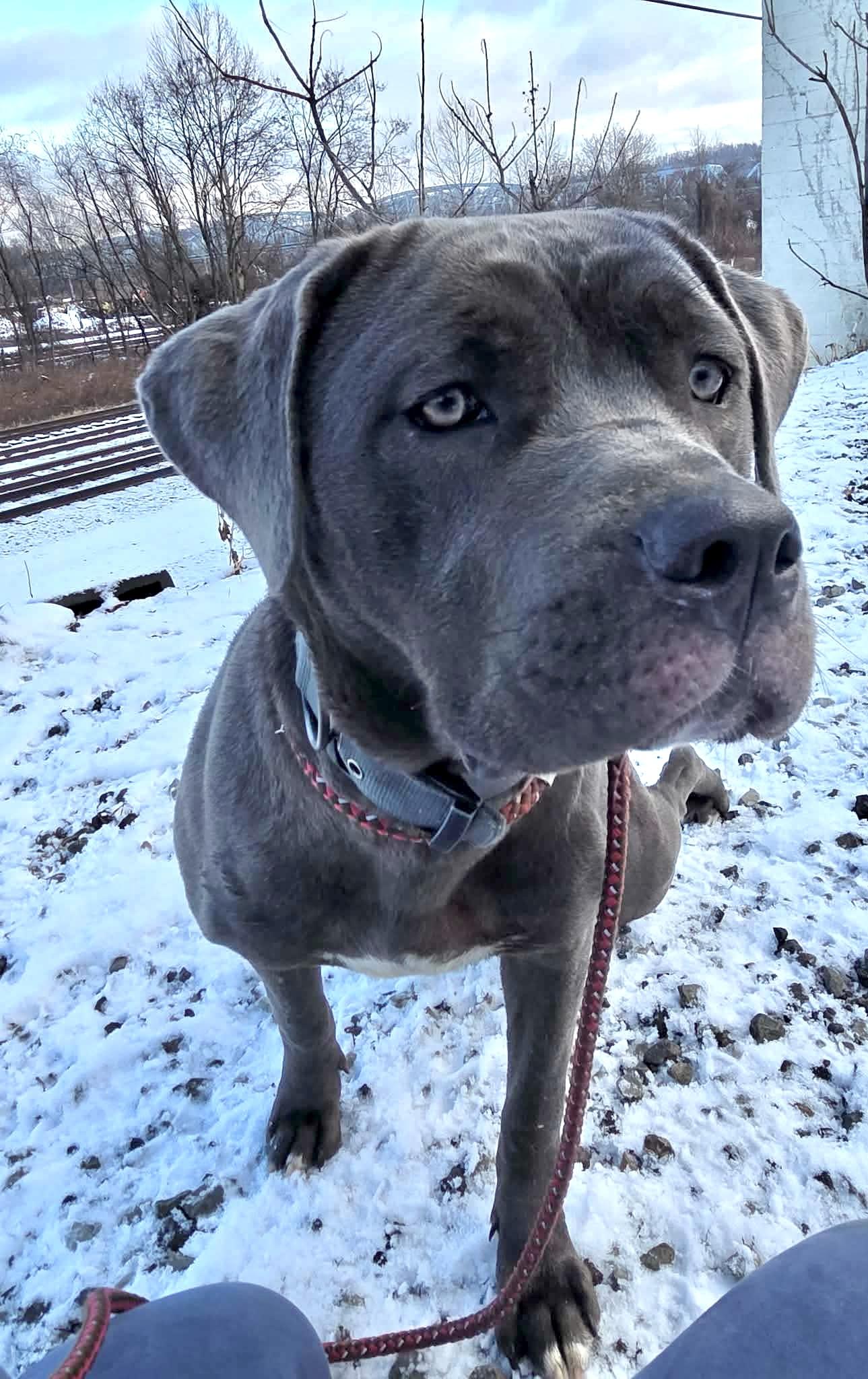 Indigo, ADOPTABLE, Young Female Cane Corso.