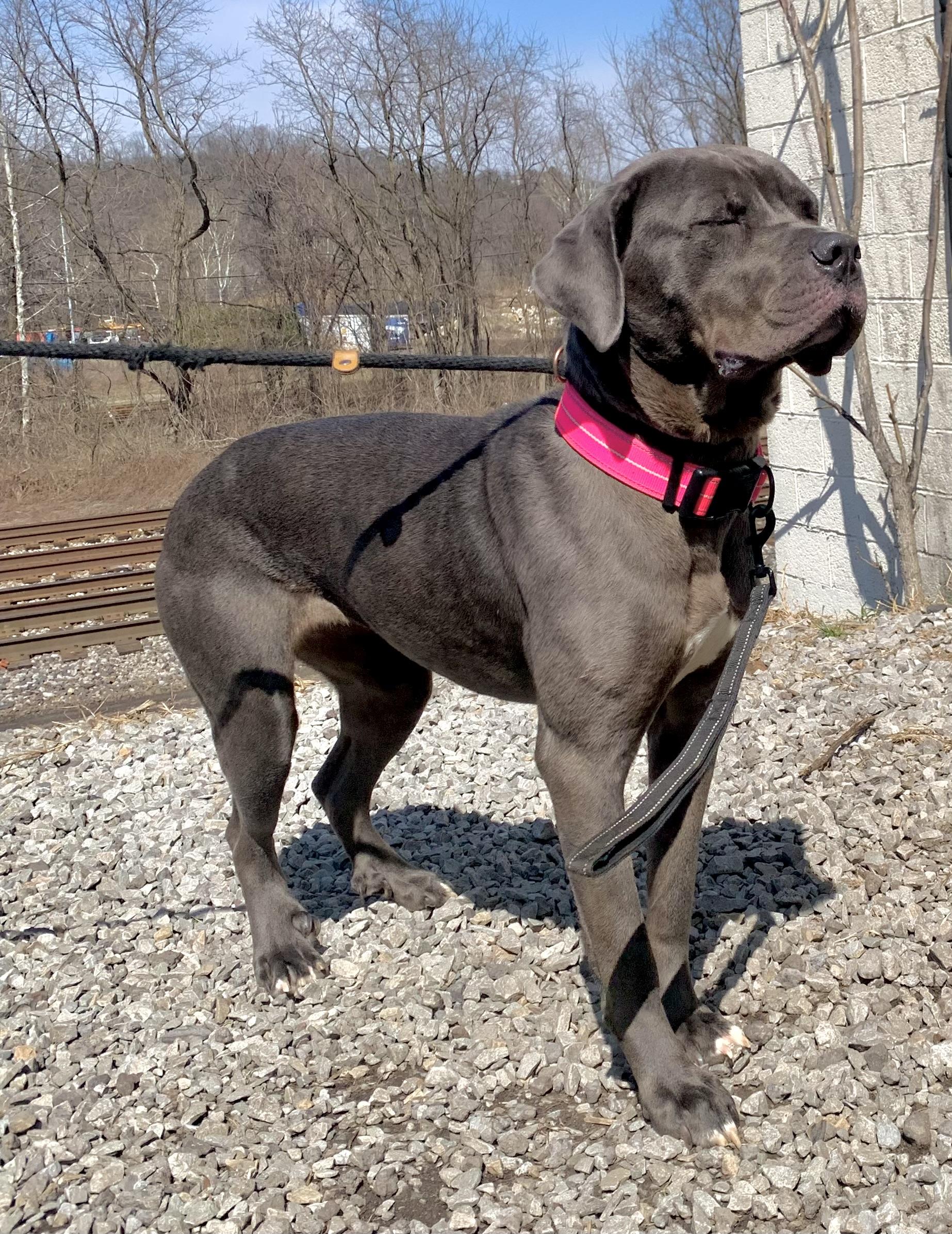 Enlarge Indigo, an adoptable Cane Corso in McKeesport, PA image 4/6