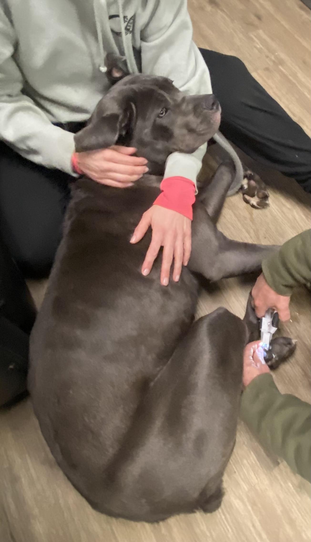 Enlarge Indigo, a ADOPTABLE Cane Corso in McKeesport, PA image 3/4