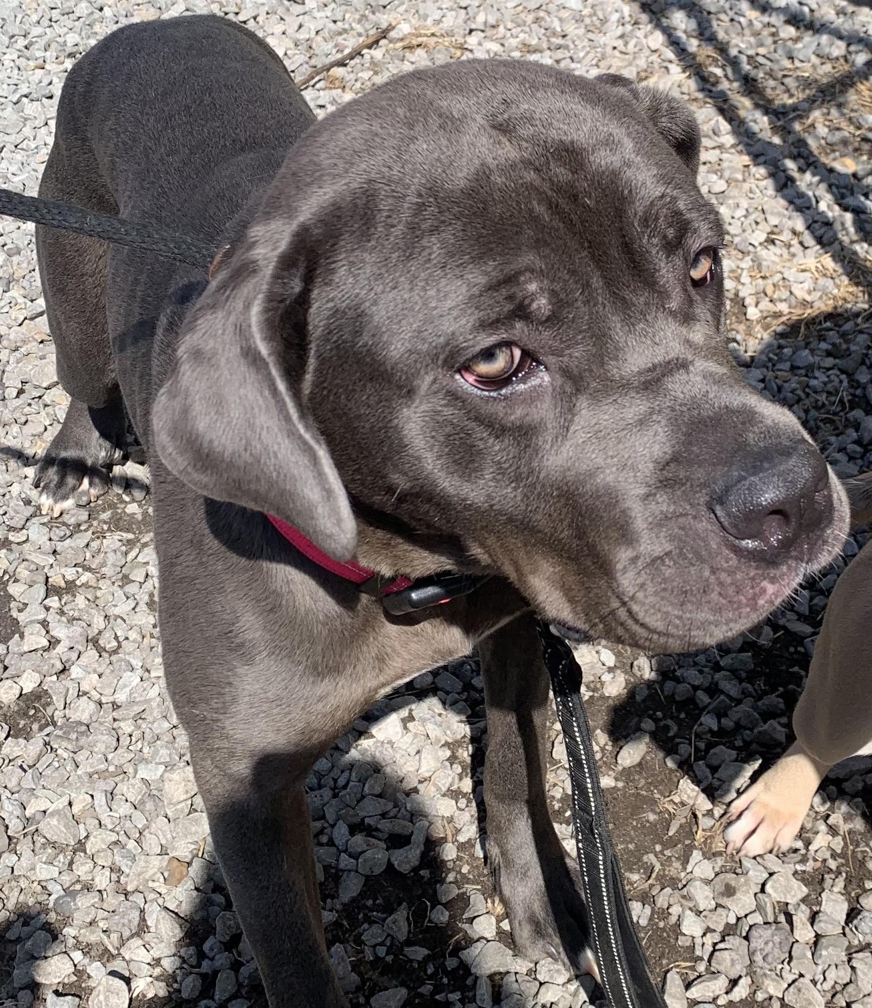 Enlarge Indigo, an adoptable Cane Corso in McKeesport, PA image 5/6