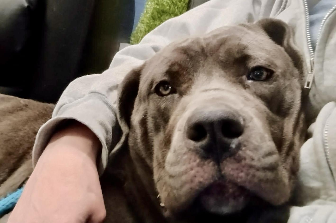 Enlarge Indigo, an adoptable Cane Corso in McKeesport, PA image 5/6