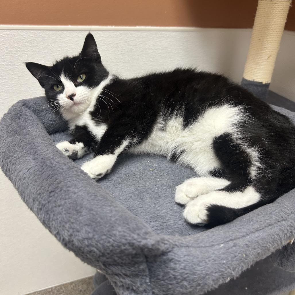 Isla, Adoptable, Kitten Female Domestic Short Hair.