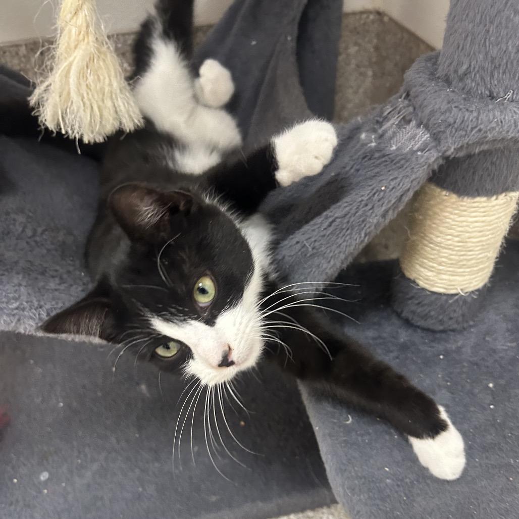 Enlarge Isla, a Adoptable Domestic Short Hair in Detroit Lakes, MN image 2/4