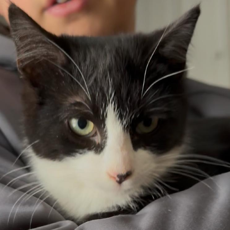 Enlarge Isla, a Adoptable Domestic Short Hair in Detroit Lakes, MN image 3/4