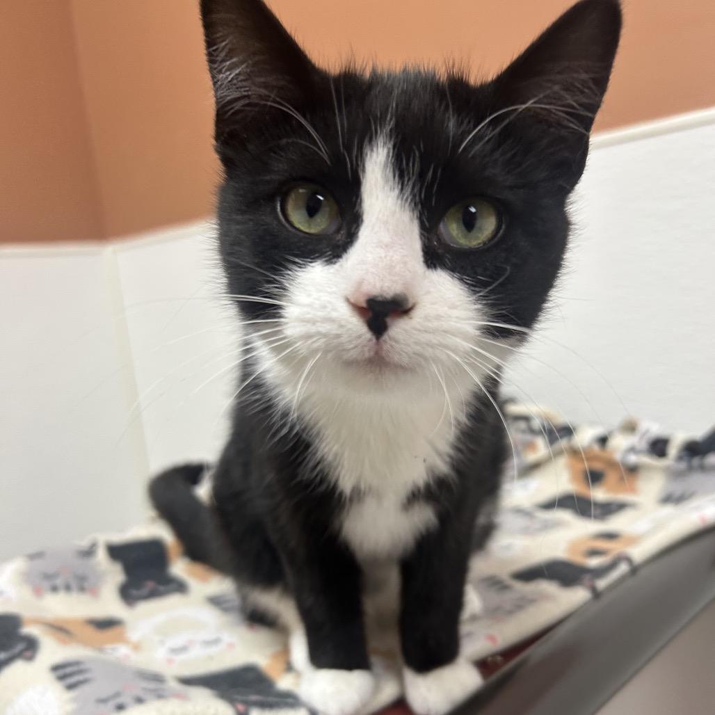 Enlarge Isla, a Adoptable Domestic Short Hair in Detroit Lakes, MN image 4/4