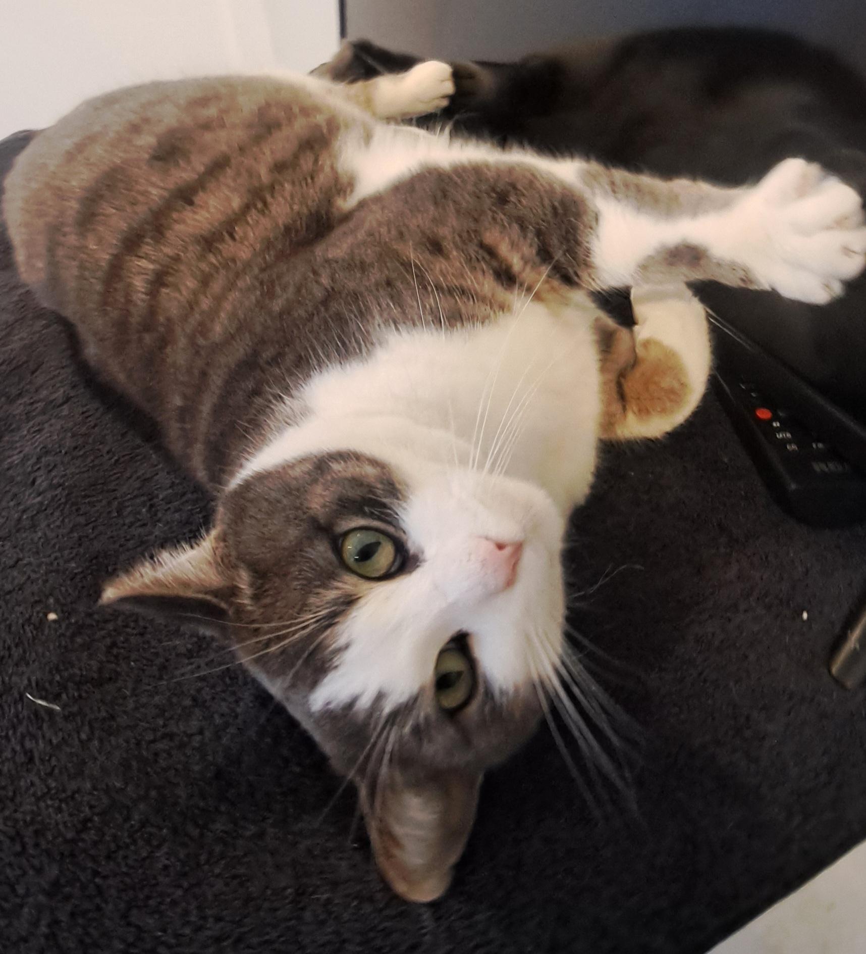 Enlarge Twiggy 4 yrs, an adopted Tabby in London, ON image 5/5