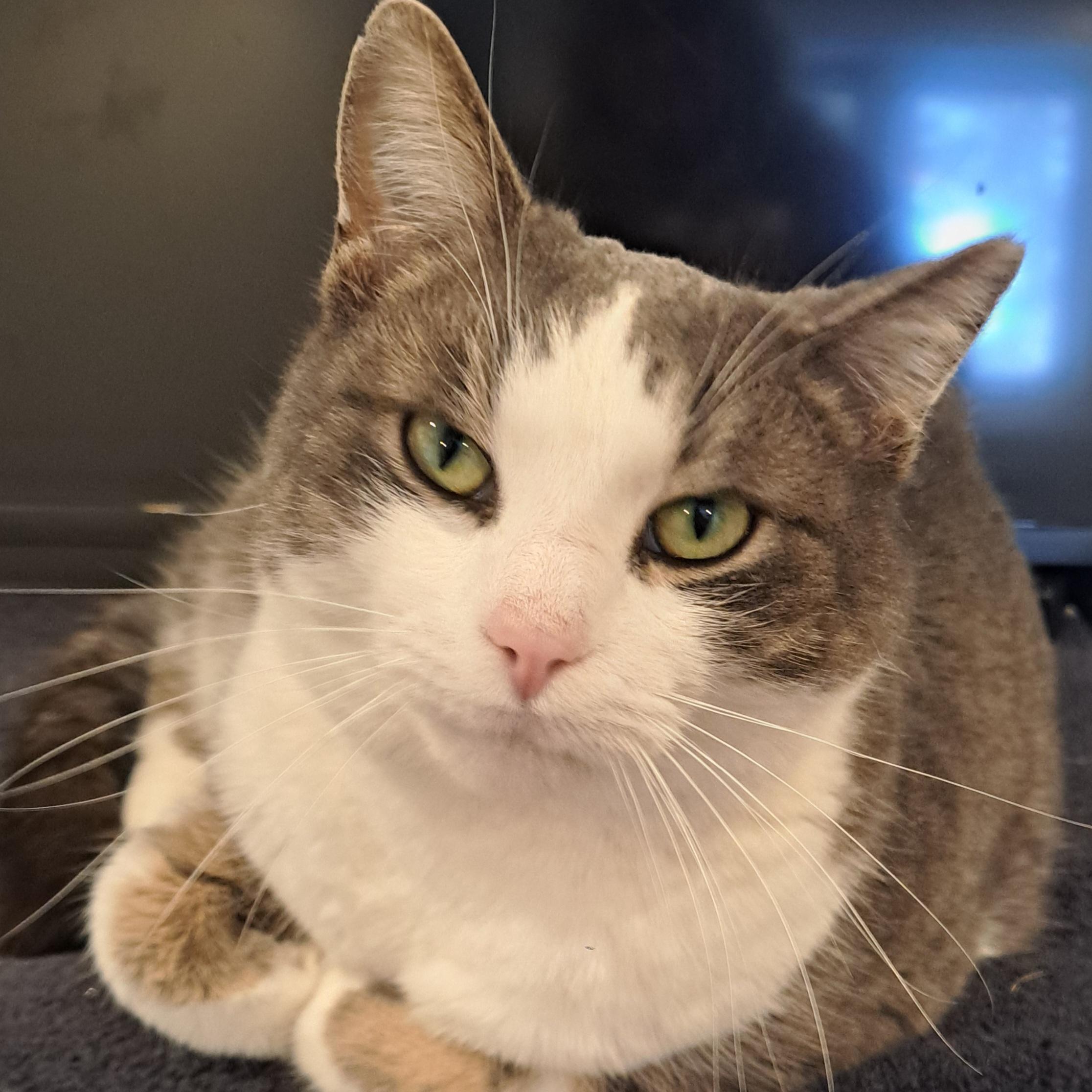 Enlarge Twiggy 4 yrs, an adopted Tabby in London, ON image 4/5