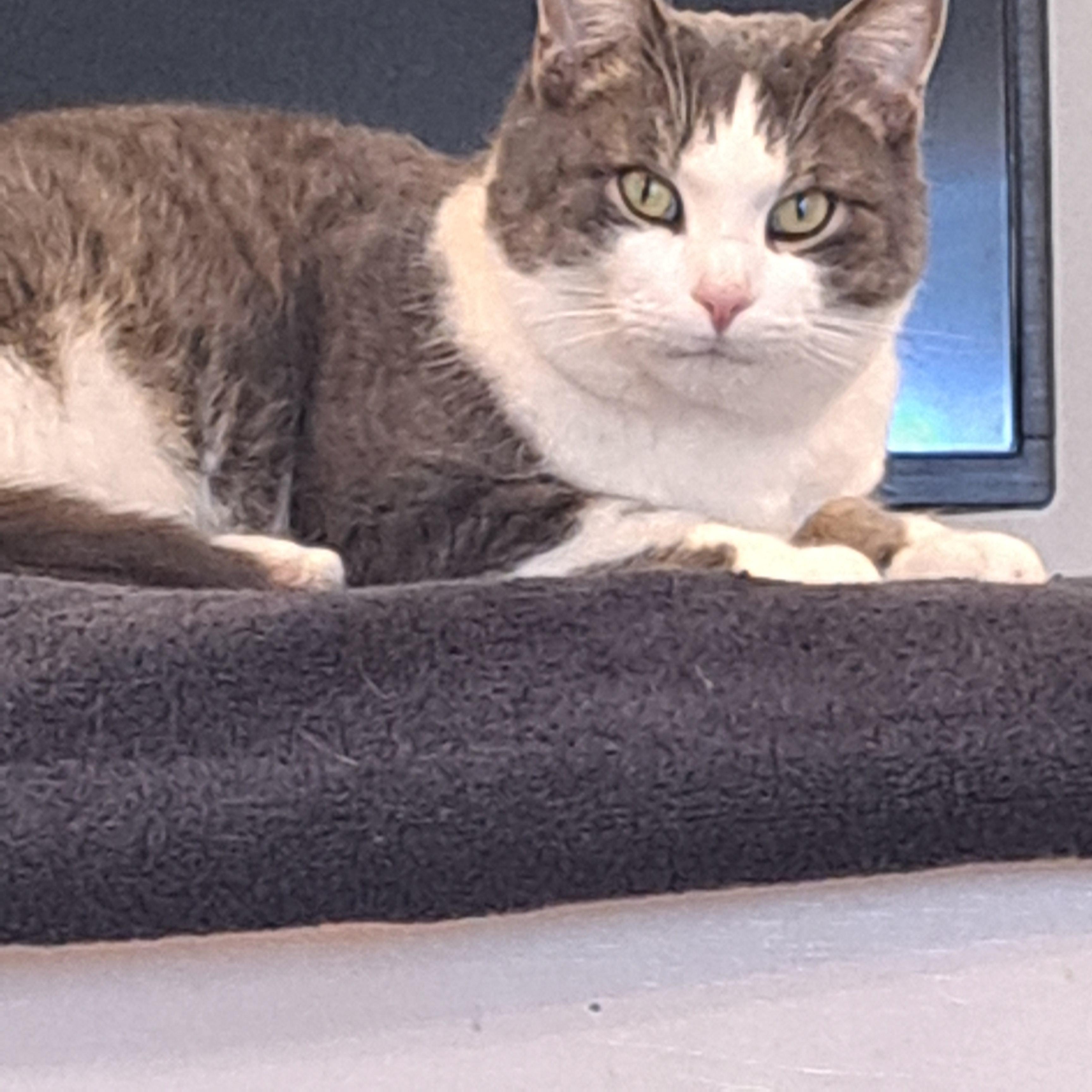 Enlarge Twiggy 4 yrs, an adopted Tabby in London, ON image 3/5